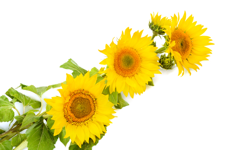 flowers sunflower isolated on white backgroundの写真素材