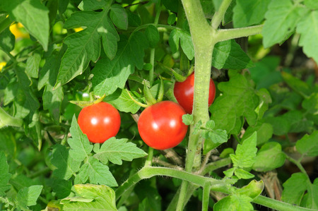 tomatoes on a background of green bushの写真素材