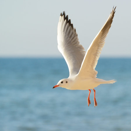 seagull in flight against the blue sky