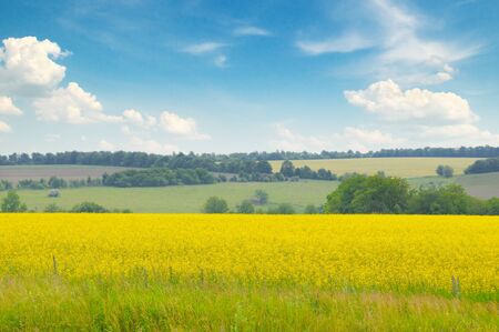 wheat field and blue skyの写真素材