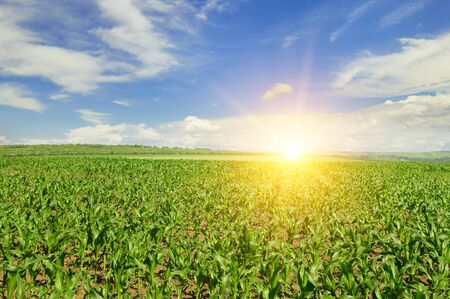 sunrise over the corn fieldの写真素材