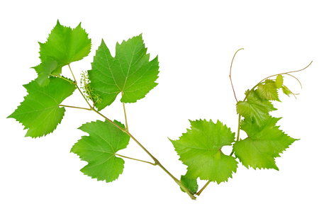 vine and leaves isolated on white backgroundの写真素材