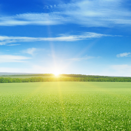 field, sunrise and blue sky