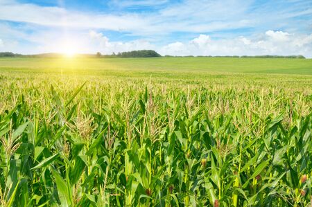 sunrise over the corn fieldの写真素材