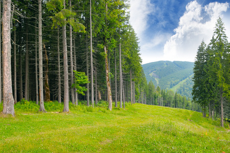 pine wood on the hillsideの写真素材
