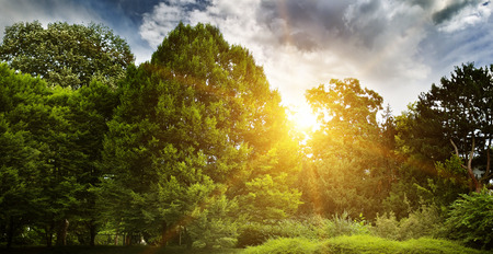 beautiful summer park and sunriseの写真素材