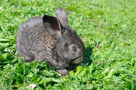 little rabbit on green grass backgroundの写真素材
