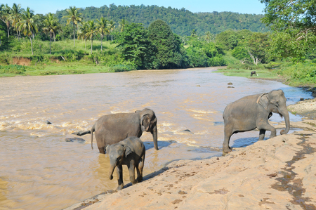 herds of elephants bathing in the riverの写真素材