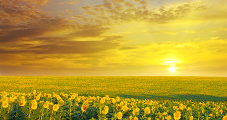 field of sunflowers and sunriseの写真素材