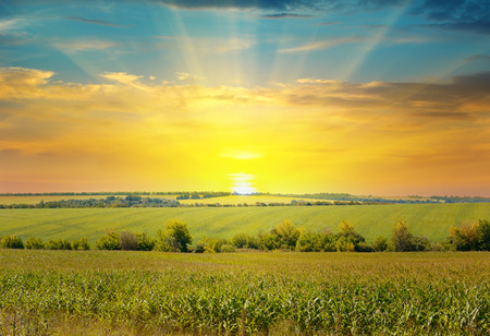 sunrise over the corn fieldの写真素材