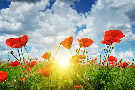 field with poppies and sun on blue skyの写真素材