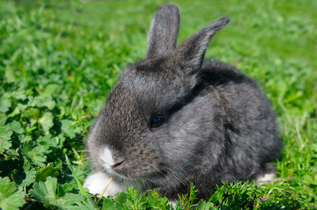 little rabbit on green grass backgroundの写真素材