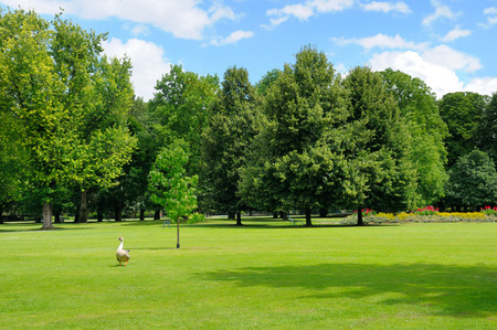 park, green meadow and blue skyの写真素材
