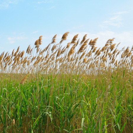 thicket of reeds over blue sky backgroundの写真素材