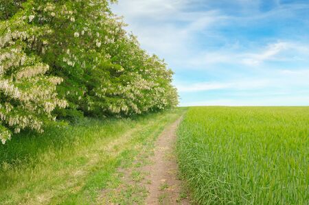 field, thickets flowering acacia and country roadの写真素材