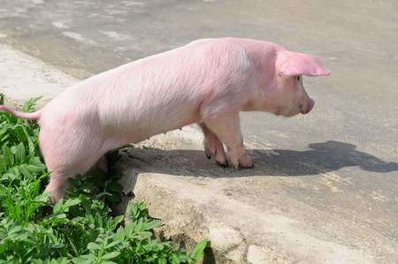 funny pig on the roadの写真素材