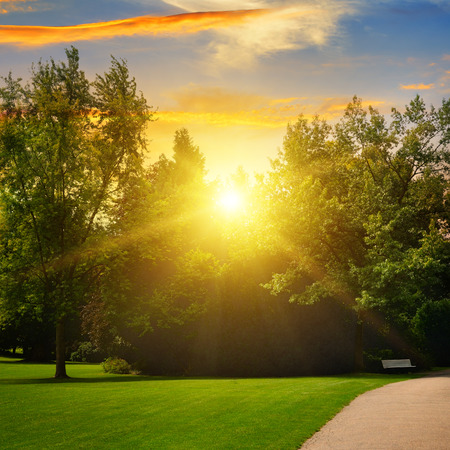 beautiful summer park and sunsetの写真素材
