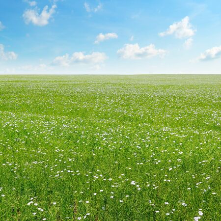 field with flowering flax and blue skyの写真素材