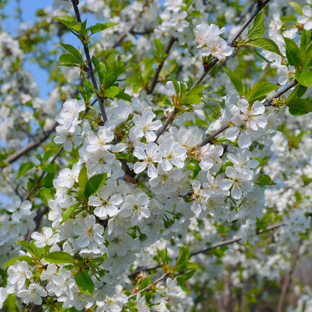 blossoming cherry orchard and blue skyの写真素材