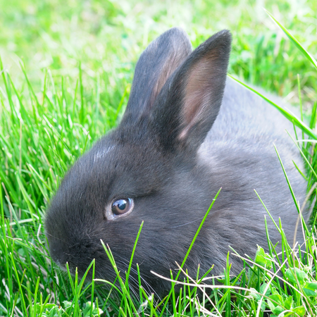 little rabbit on green grass backgroundの写真素材