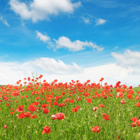 meadow with wild poppies and blue skyの写真素材