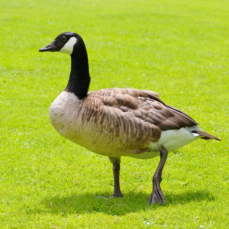 gray goose on green fieldの写真素材