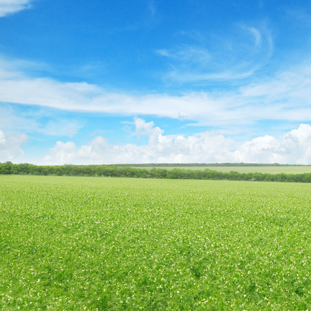 green pea field and blue skyの写真素材