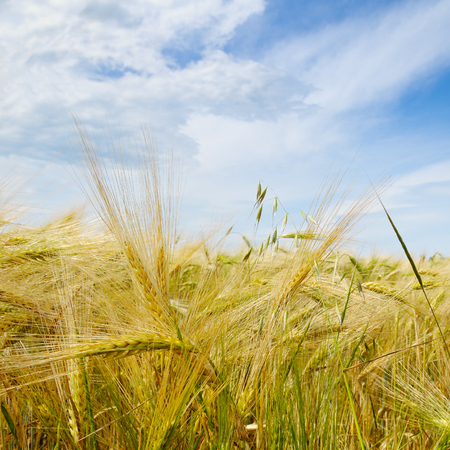 wheat field and blue skyの写真素材
