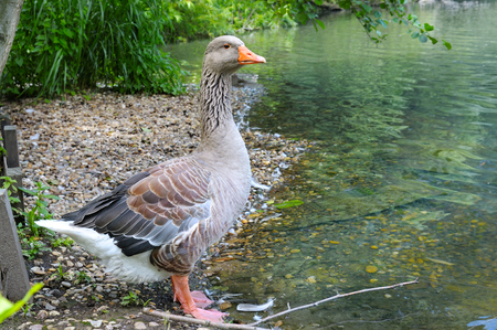 gray goose on the lakeの写真素材