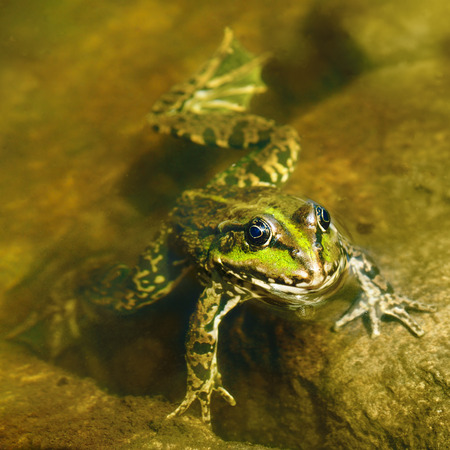edible frog in muddy waterの写真素材