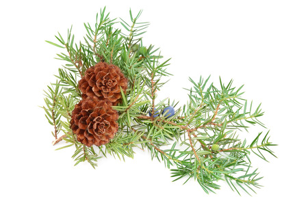 cones of spruce and juniper branchlet isolated on white backgroundの写真素材