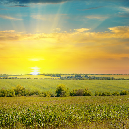 sunrise over the corn fieldの写真素材