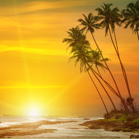 sun rise, tropical palm trees and oceanの写真素材