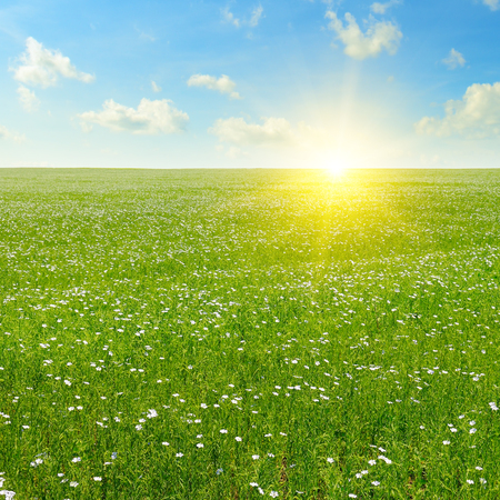 field with flowering flax and blue skyの写真素材