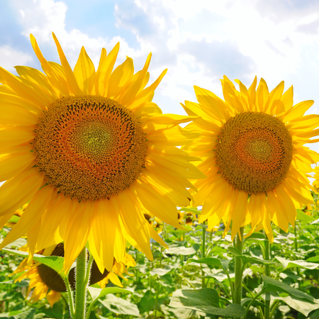 sunflowers on a background of blue skyの写真素材