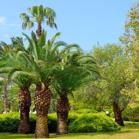 tropical garden with palm trees and lawnの写真素材