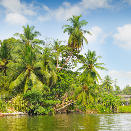 Tropical palm forest on the river bankの写真素材