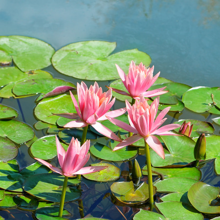 pink flowers of water lilies in a pondの写真素材
