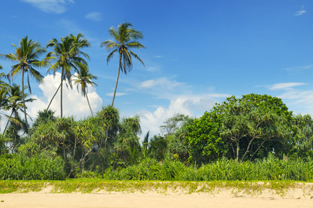 tropical palms on the sandy beachの写真素材