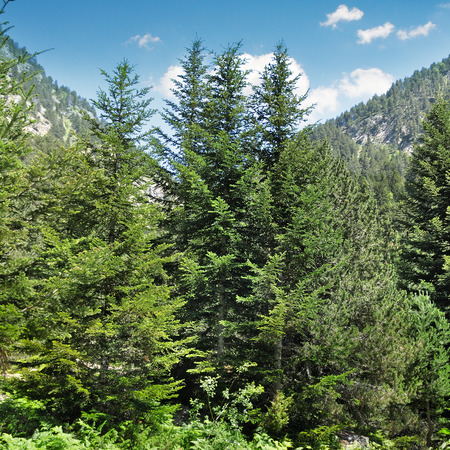 spruce forest on the hillsideの写真素材