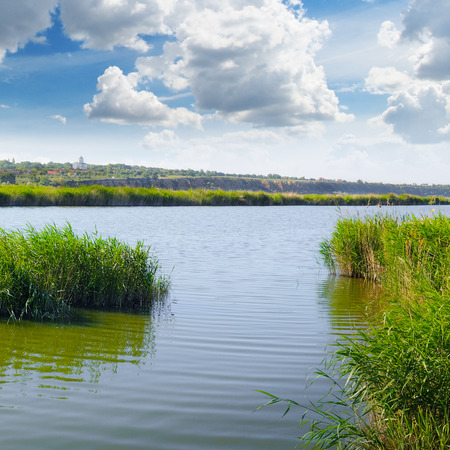 thickets of reeds on the lakeの写真素材