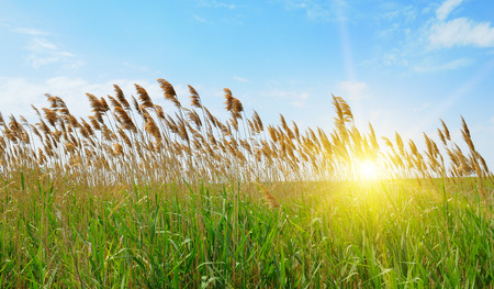 thicket of reeds over blue sky backgroundの写真素材