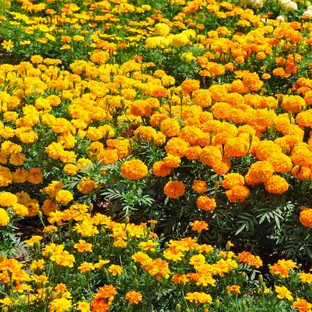 beautiful background of yellow marigoldsの写真素材