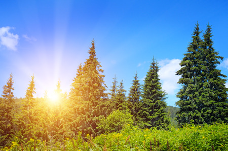 spruce forest on the hillsideの写真素材