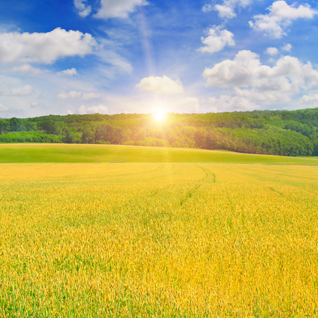 wheat field and sunrise in the blue skyの写真素材