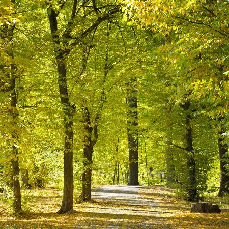 beautiful autumn park with soft sunlightの写真素材
