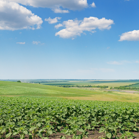 field sprouts sunflower and blue skyの写真素材
