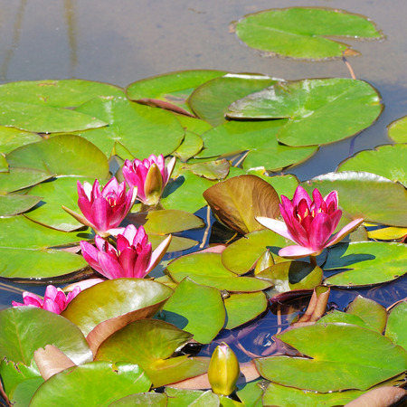 pink flowers of water lilies in a pondの写真素材