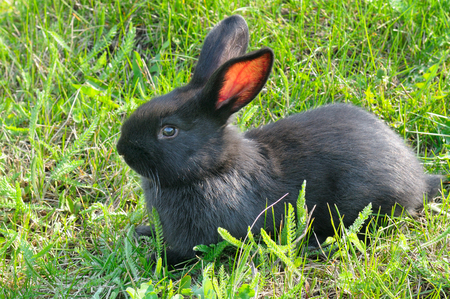 little rabbit on green grass backgroundの写真素材