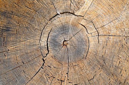 texture of the oak stump, background top viewの写真素材